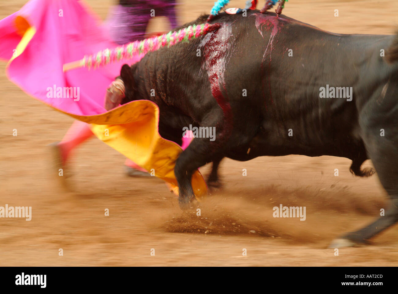 A matador avoids the charge of a bull while planting another bandeirilhas into a bull at a bullfight in the Azores, Portugal Stock Photo