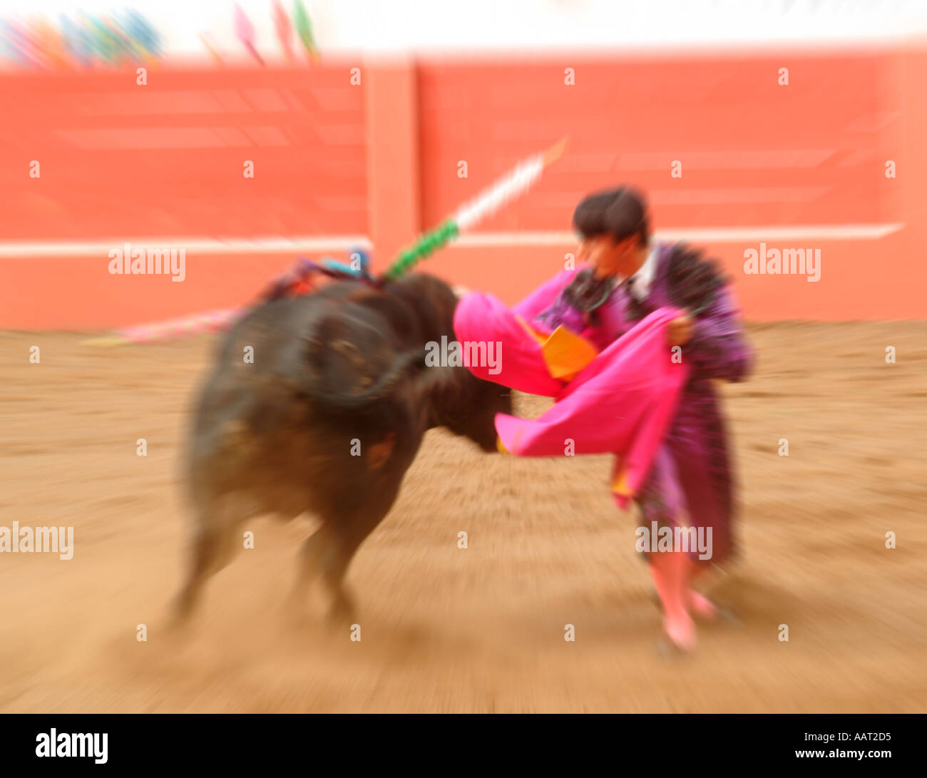 A matador avoids the charge of a bull while planting another bandeirilhas into a bull at a bullfight in the Azores, Portugal Stock Photo