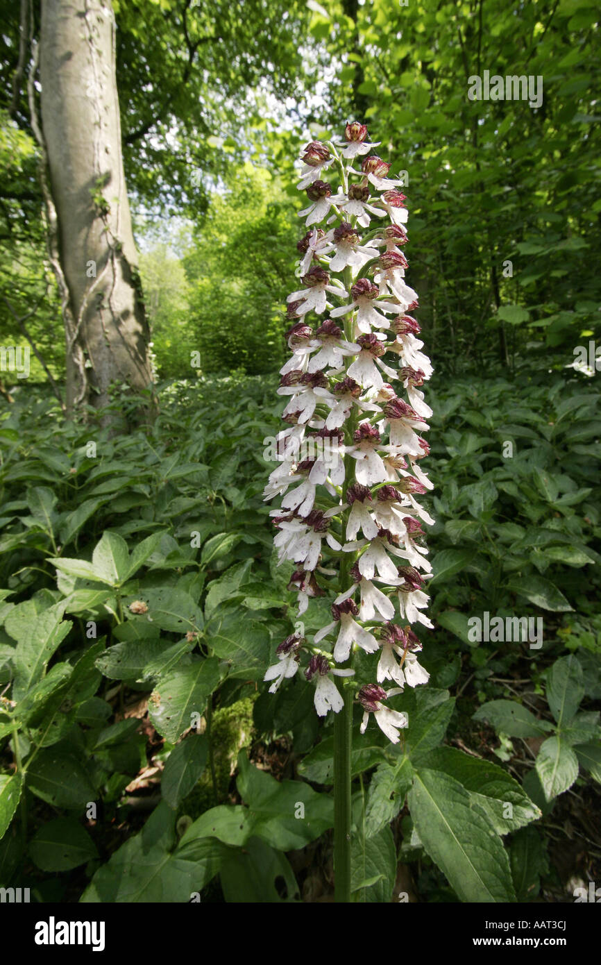 Large flower spike of Lady Orchid Orchis purpurea growing in Kent woodland Stock Photo