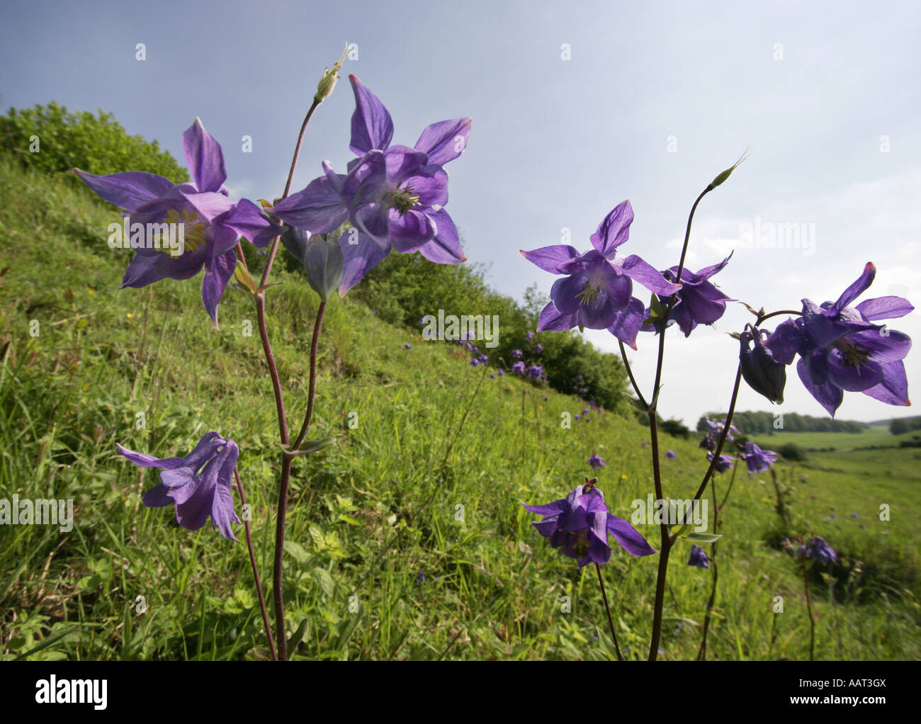 Wild Columbine Aquilegia vulgaris gracing a Kent hillside Stock Photo