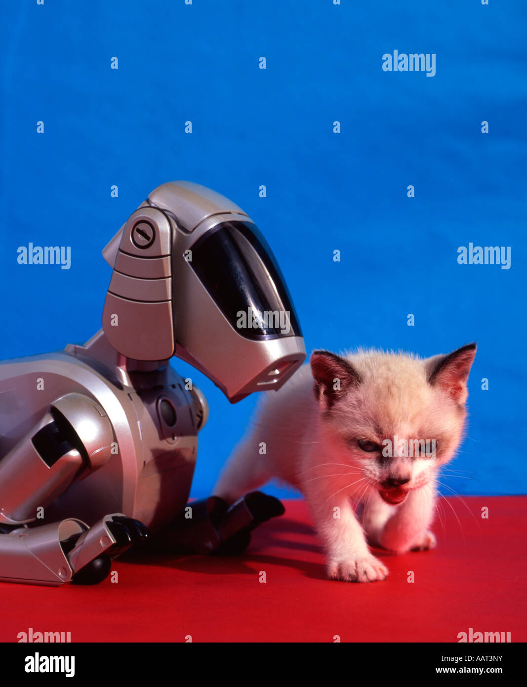 Sony AIBO ( Artificial Intelligence roBOt ) autonomous robot, First generation model ( ERS-110 ERS-111 ) with kitten Stock Photo