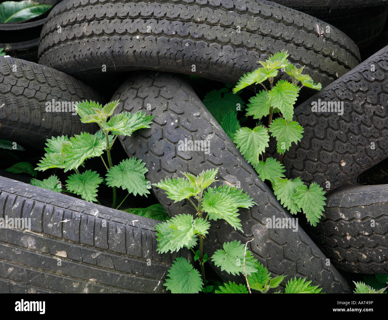 Tyre and nettle garden Stock Photo