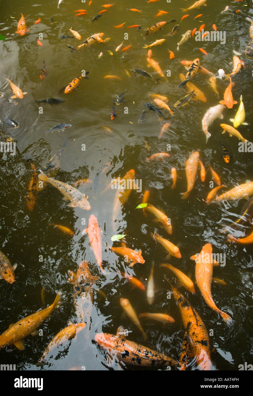Ornamental Carp also known as Koi in fishpond at the Byodo In Buddhist