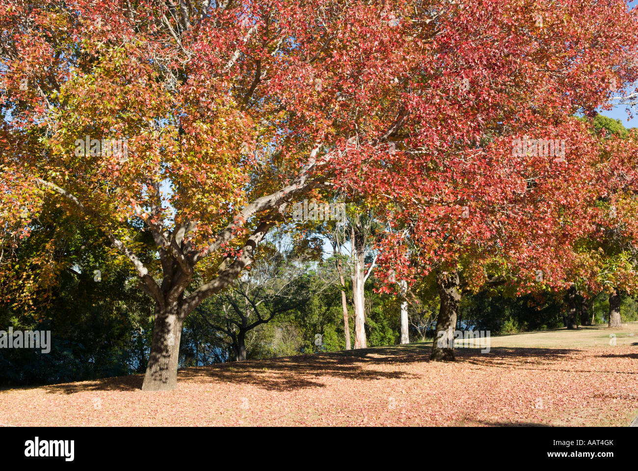 Fall color, Queensland, Australia Stock Photo - Alamy
