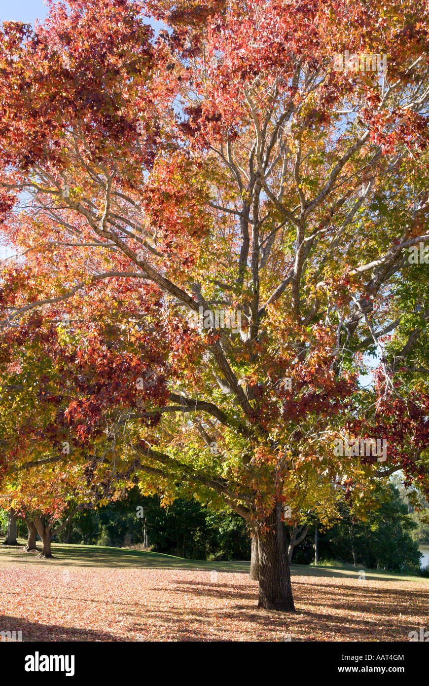 Fall color, Queensland, Australia Stock Photo - Alamy