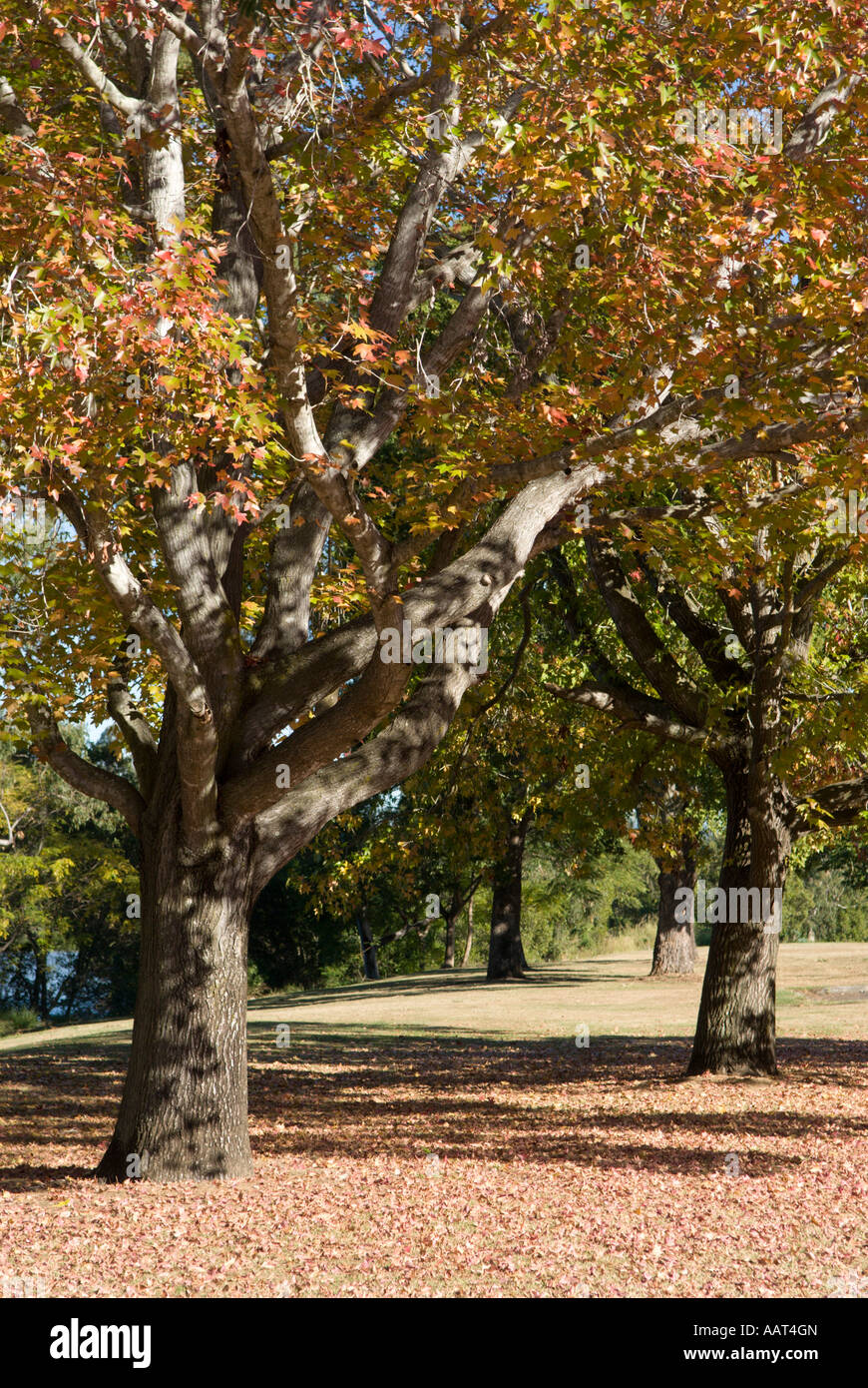 Fall color, Queensland, Australia Stock Photo - Alamy