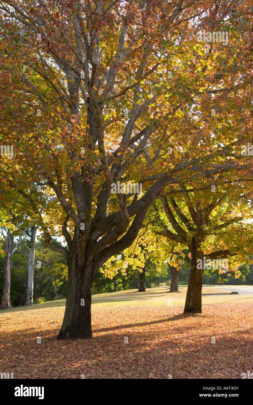 Fall color, Queensland, Australia Stock Photo - Alamy