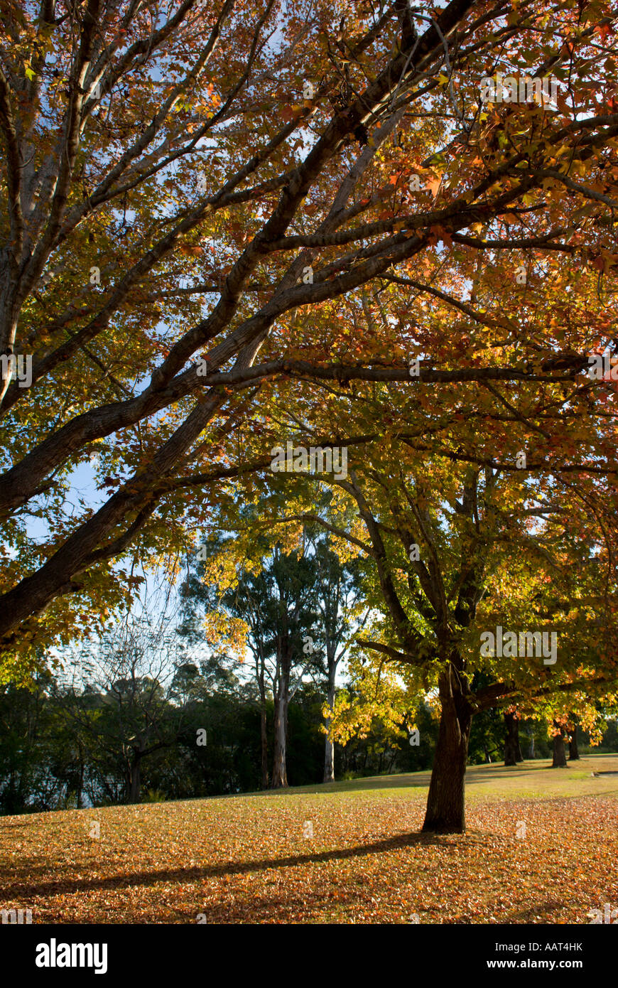 Fall color, Queensland, Australia Stock Photo - Alamy