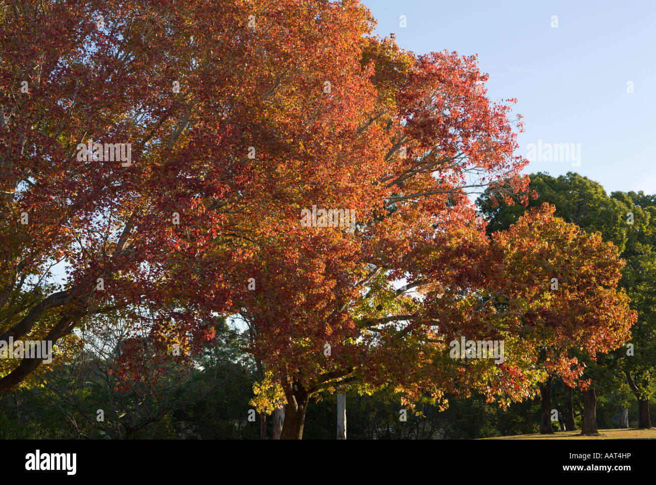 Fall color, Queensland, Australia Stock Photo - Alamy