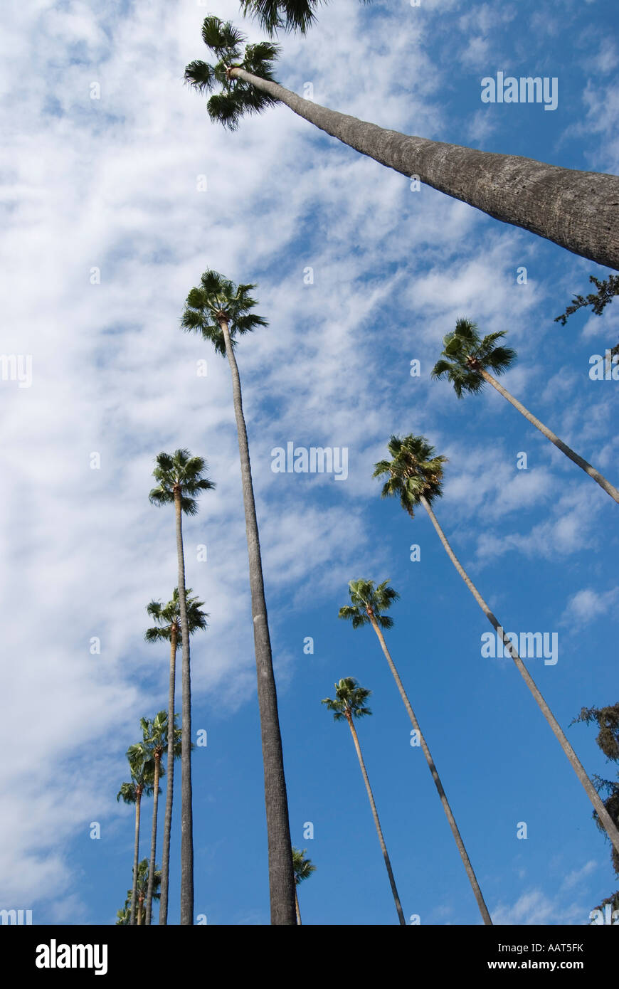 Palm trees Los Angeles California Stock Photo Alamy