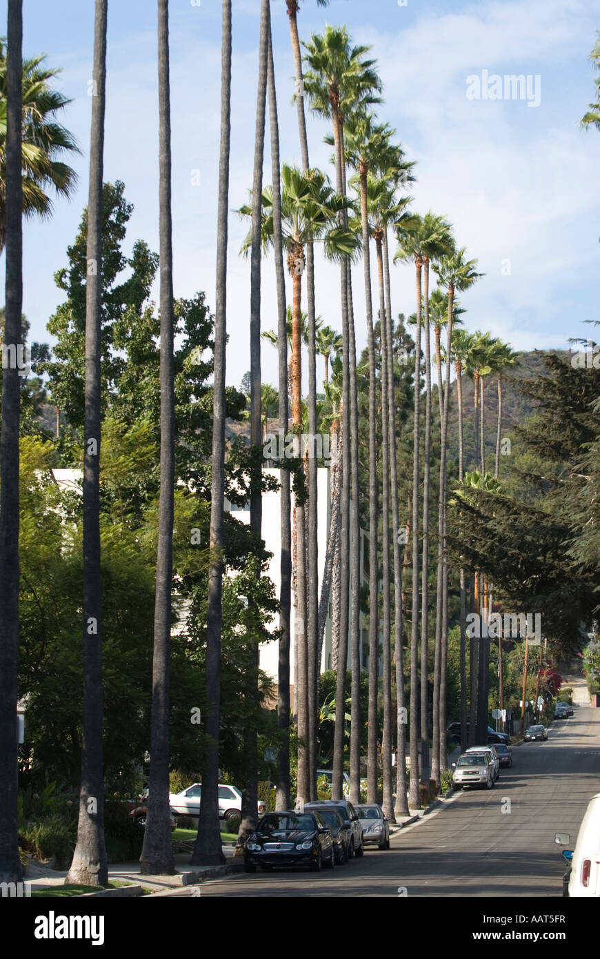 Palm trees Los Angeles California Stock Photo Alamy