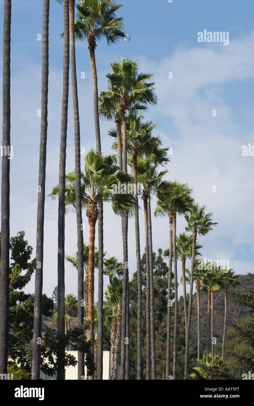 Palm trees Los Angeles California Stock Photo Alamy