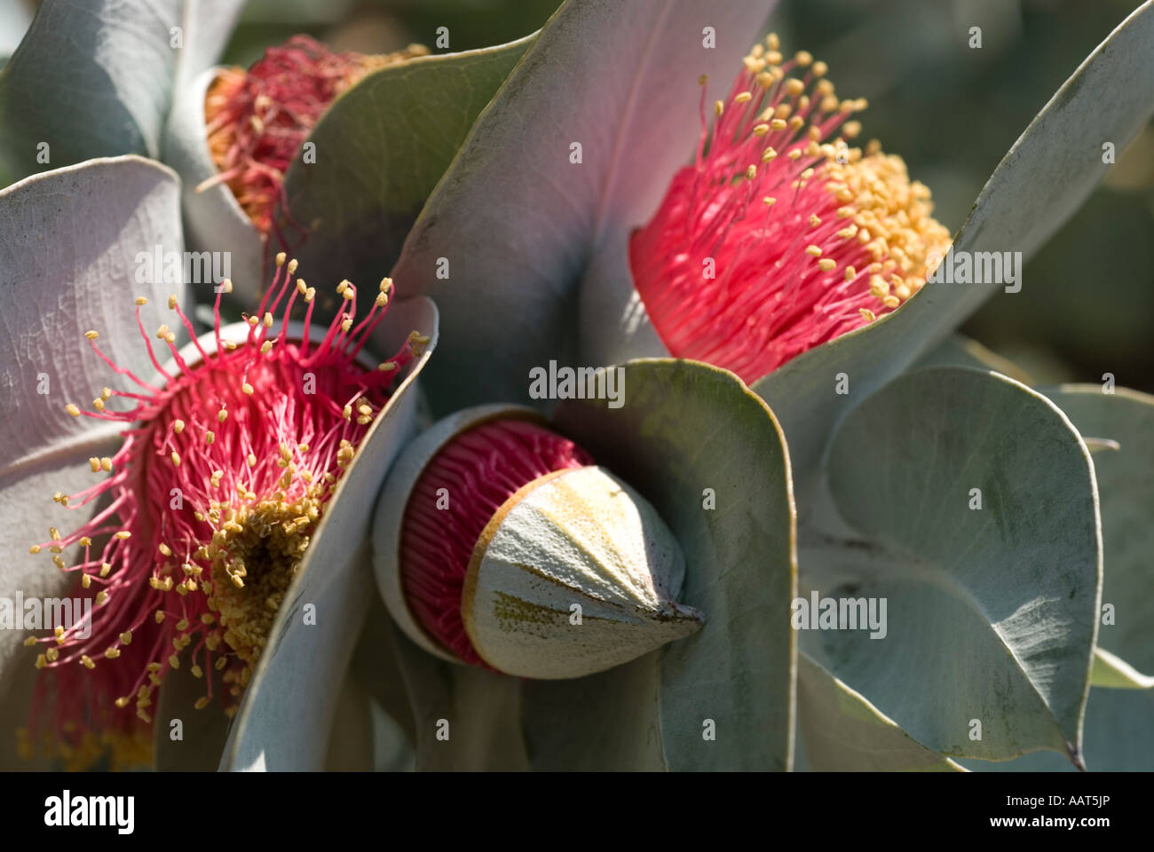 Rose Mallee Eucalyptus rhodantha Los Angeles Arboretum Arcadia California Stock Photo