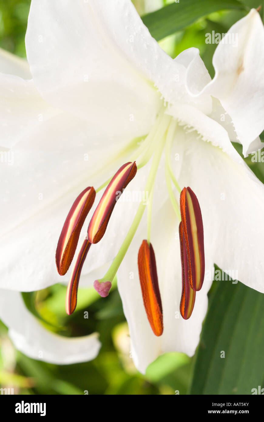 White Lily flower Stock Photo