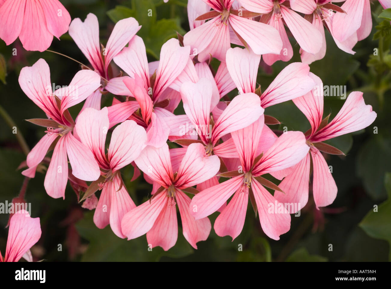 Colorful flowers Los Angeles California Stock Photo Alamy