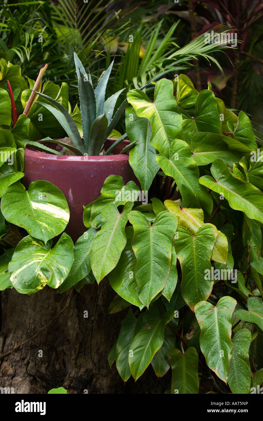 Backyard suburban garden Brisbane Qld Australia Stock Photo