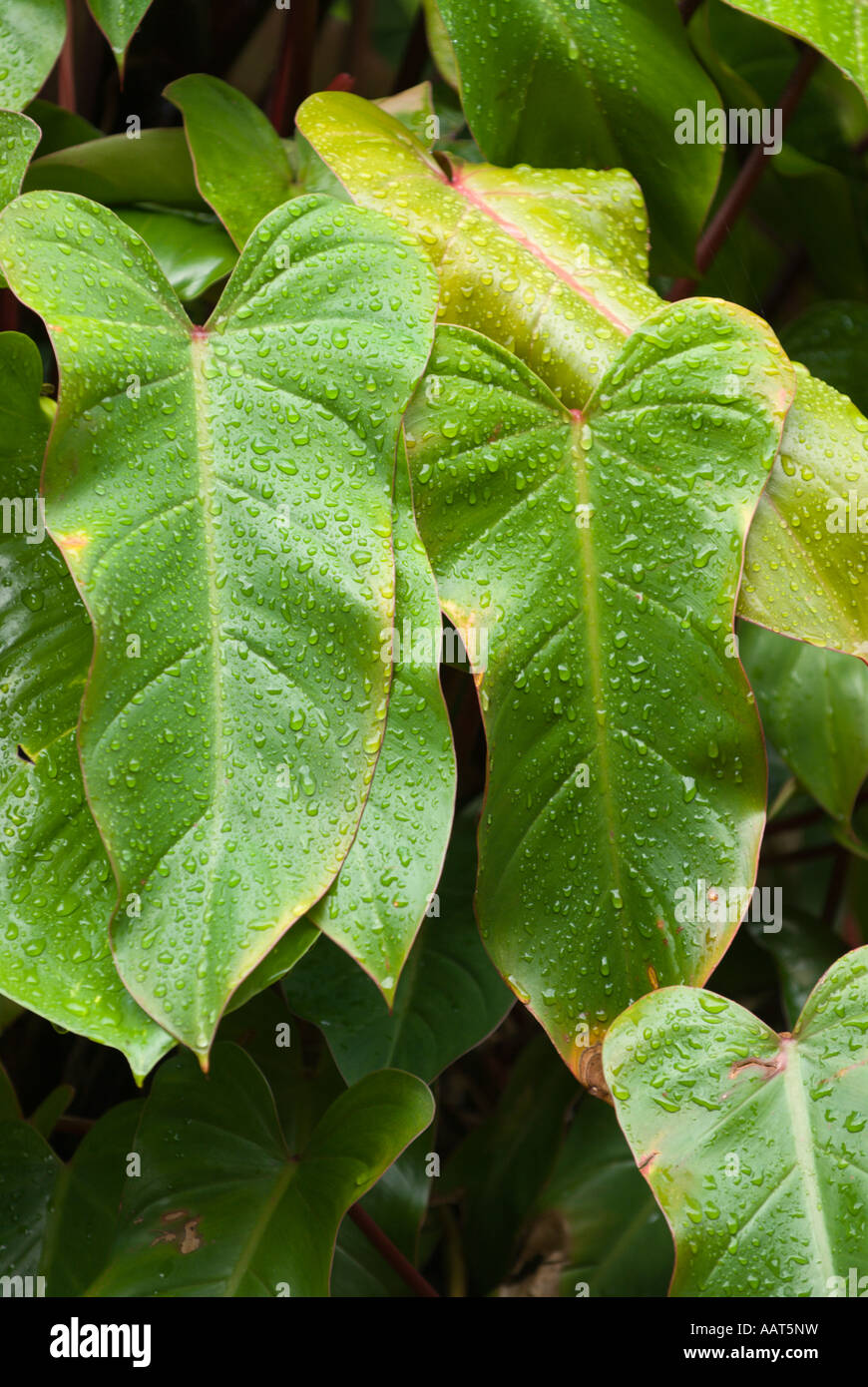 Backyard suburban garden Brisbane Qld Australia Stock Photo