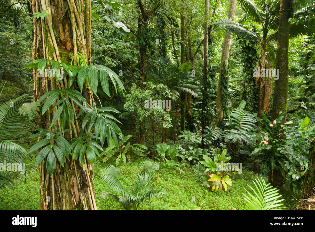 Rain forest, Lyon Aboretum, Oahu, Hawaii Stock Photo Alamy