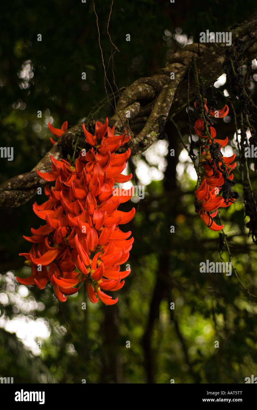 Jade vine Lyon Aboretum Oahu Hawaii Stock Photo Alamy