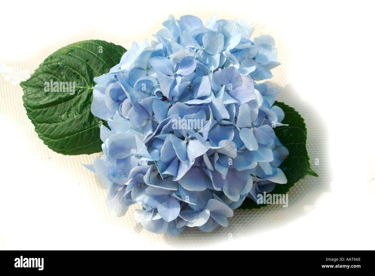 Blue Hydrangea flowers Stock Photo