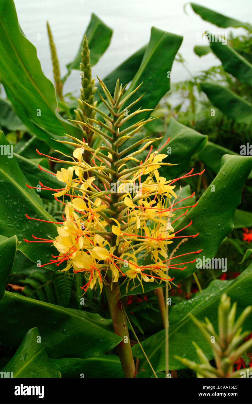 A large intricate flower in the Azores Stock Photo