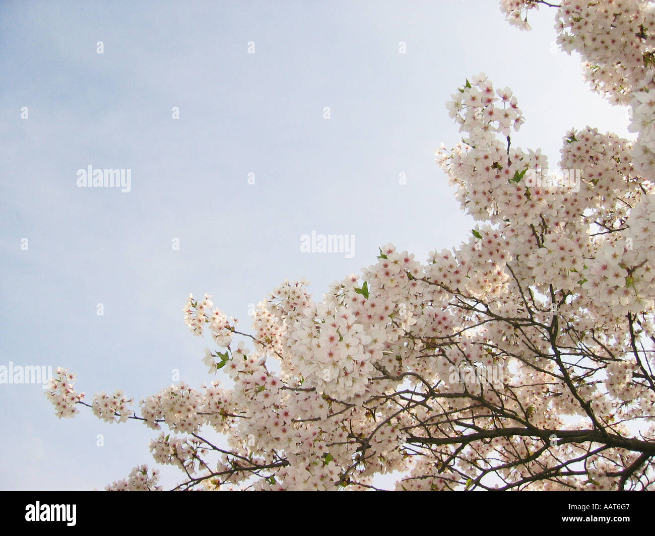 Delicate cherry blossom branches frame hi-res stock photography and ...