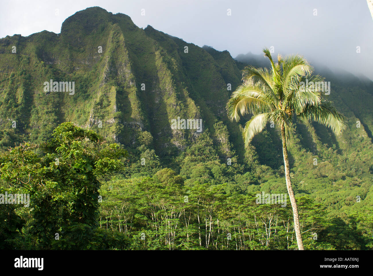 Hawaii Oahu Island Rainforest High Resolution Stock Photography and ...