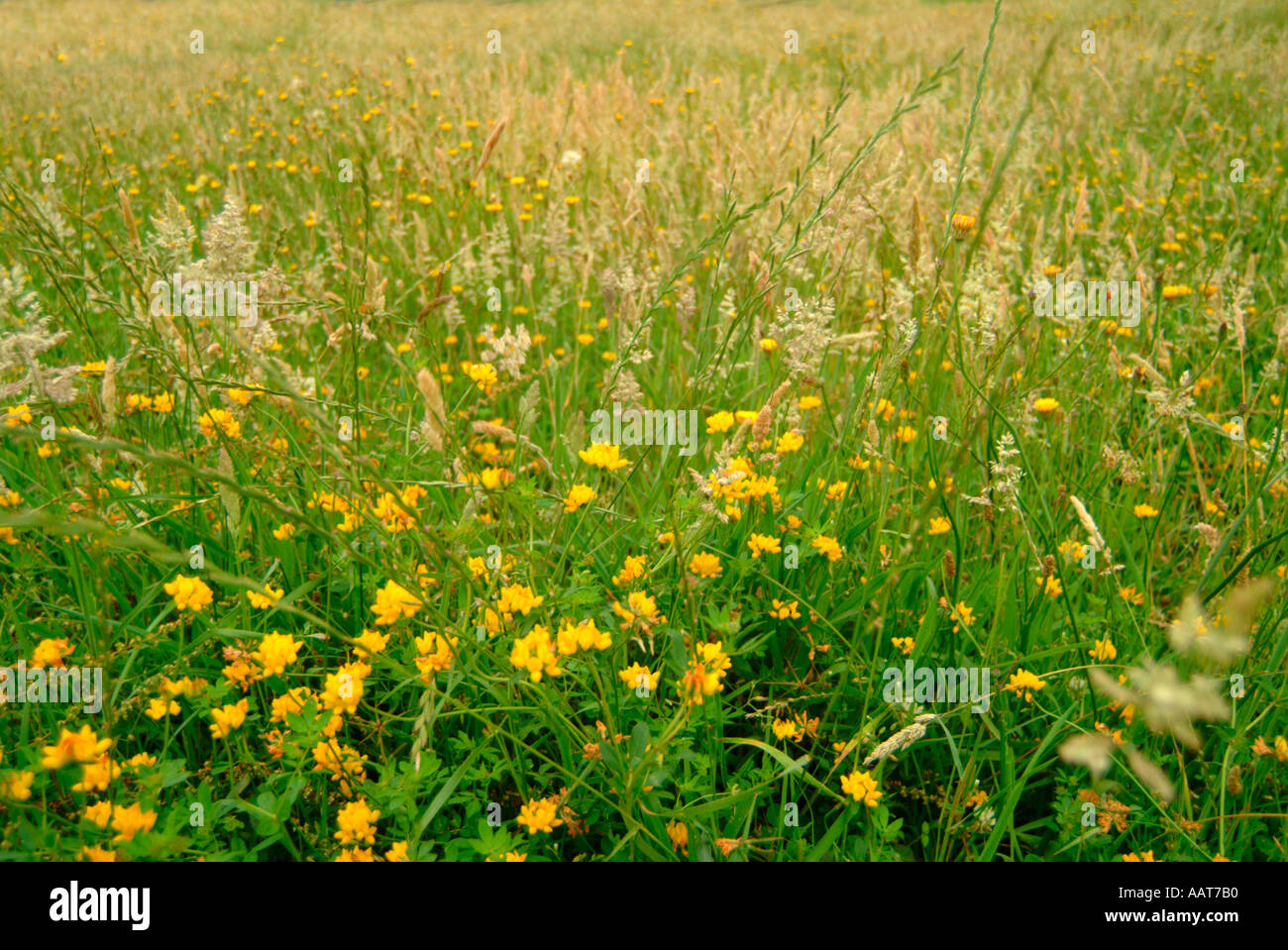 grass and wildflowers in a farm meadow Stock Photo - Alamy