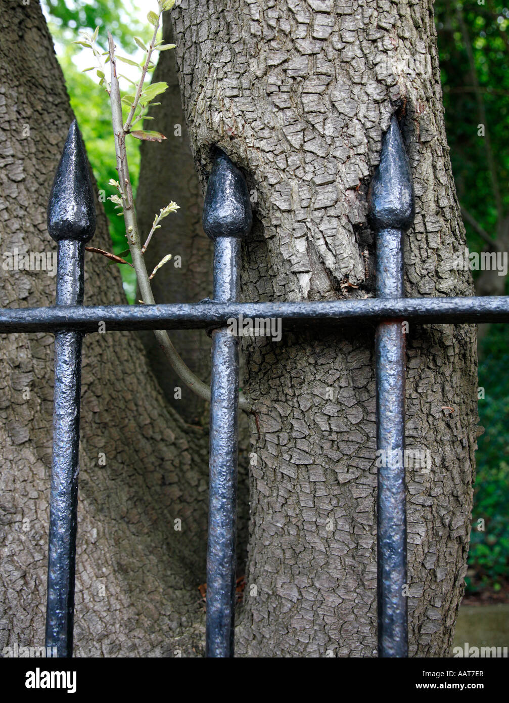 Tree trunk enclosing sharp points of lanceolate railings Stock Photo