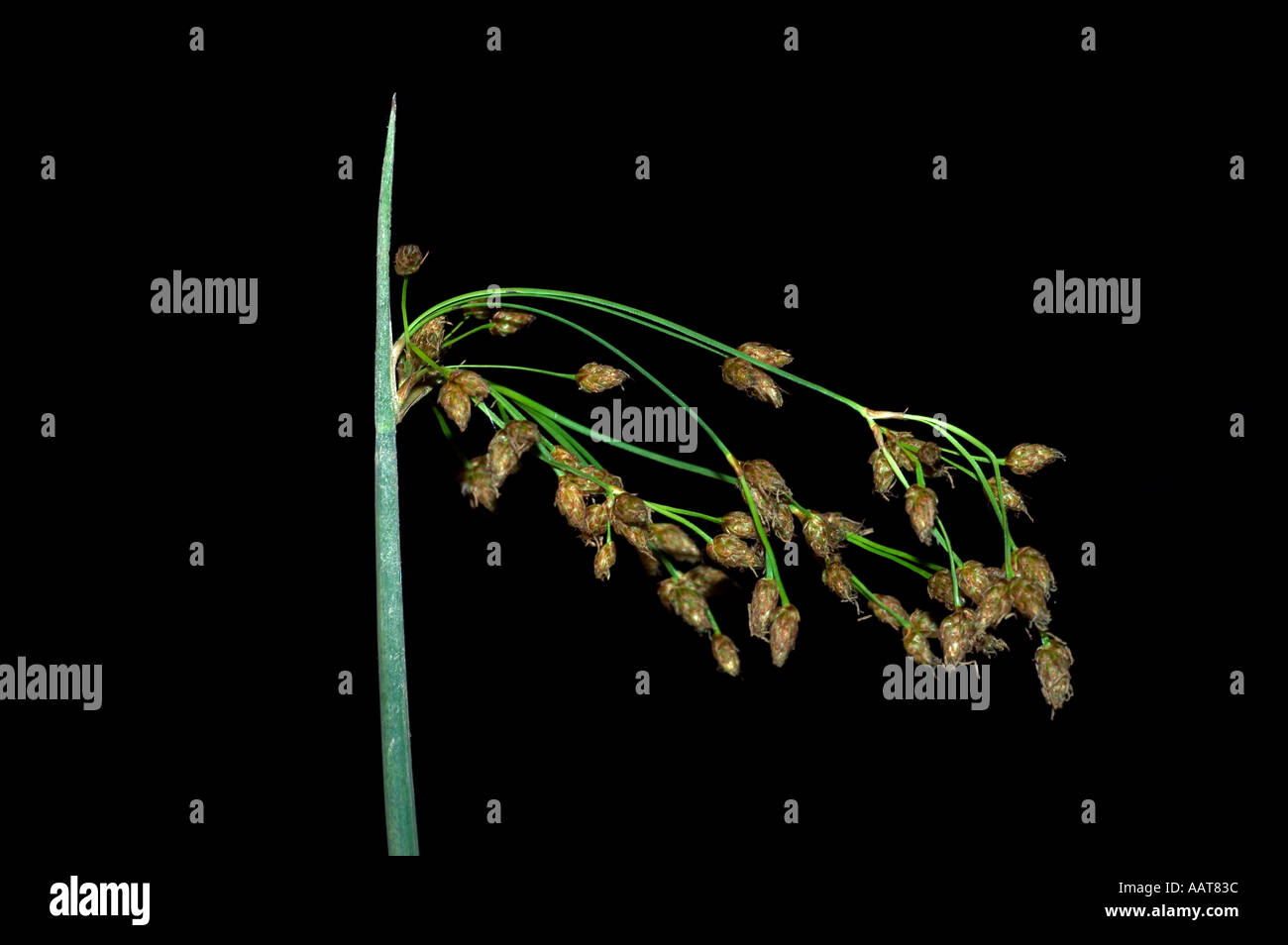 soft stemmed bulrush Scirpus validus Stock Photo - Alamy