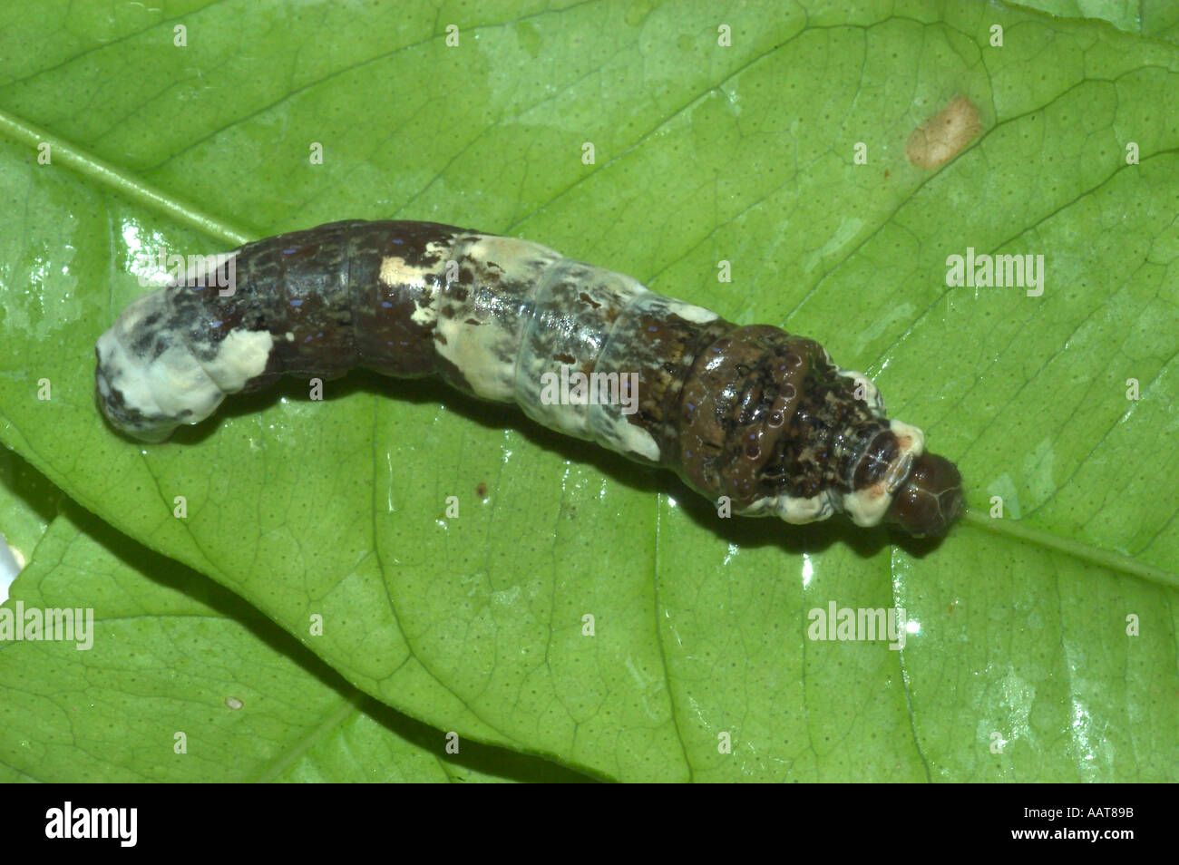 Giant swallowtail caterpillar Papilio cresphontes Called orange dog or orange puppy can be a pest in citrus orchards Stock Photo