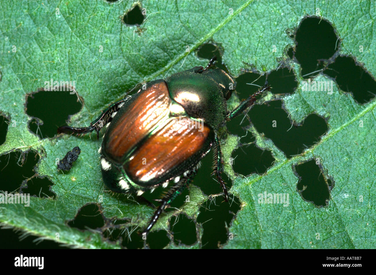 Popillia japonica Japanese beetle feeding damage on soybean leaves ...
