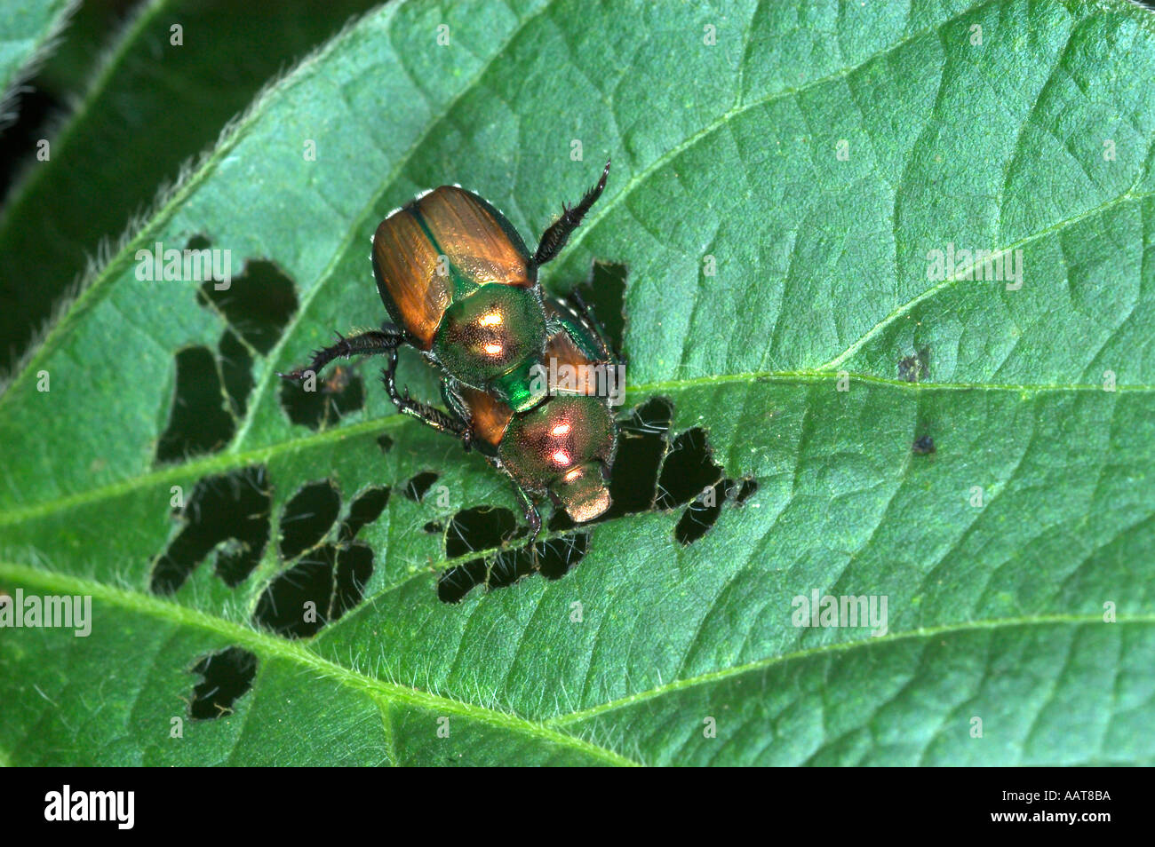 Popillia japonica japanese beetle hi-res stock photography and images ...