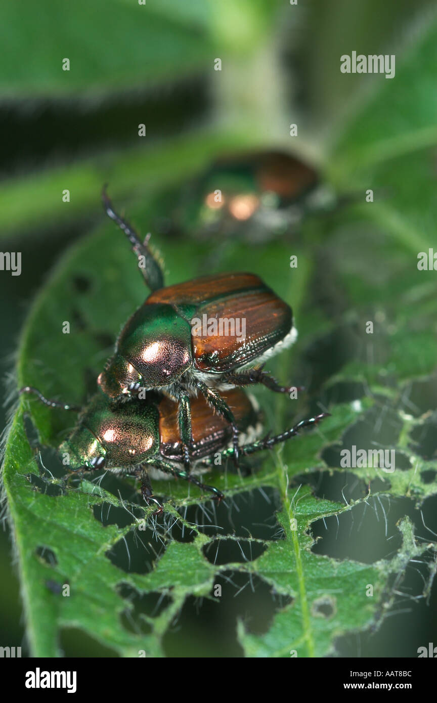 Popillia japonica Japanese beetle Stock Photo - Alamy
