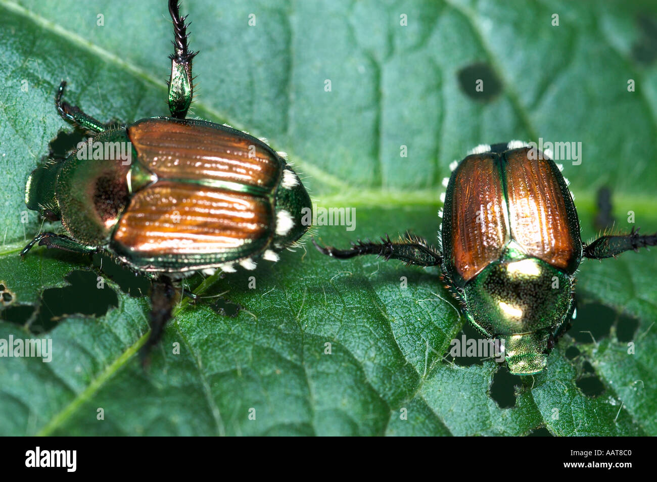 Popillia japonica Japanese beetle Stock Photo - Alamy