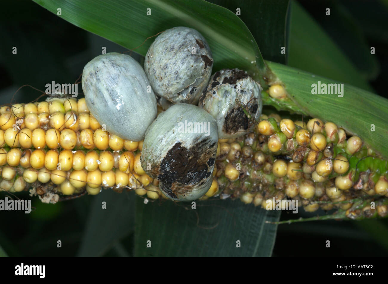 corn smut Ustilago maydis smut fungus  Stock Photo