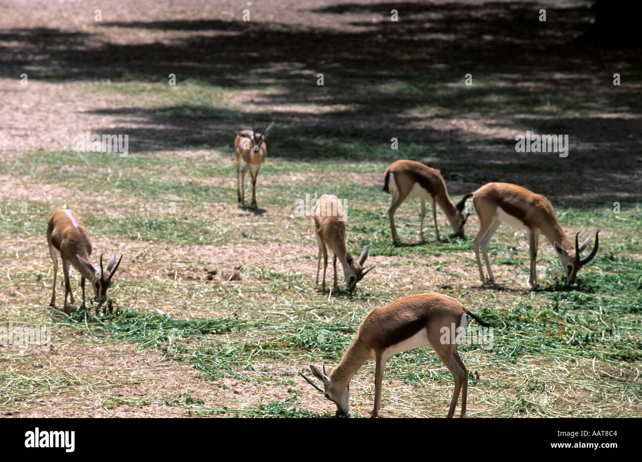 Group of mule deer in Tunisia Tozeur zoo  Stock Photo