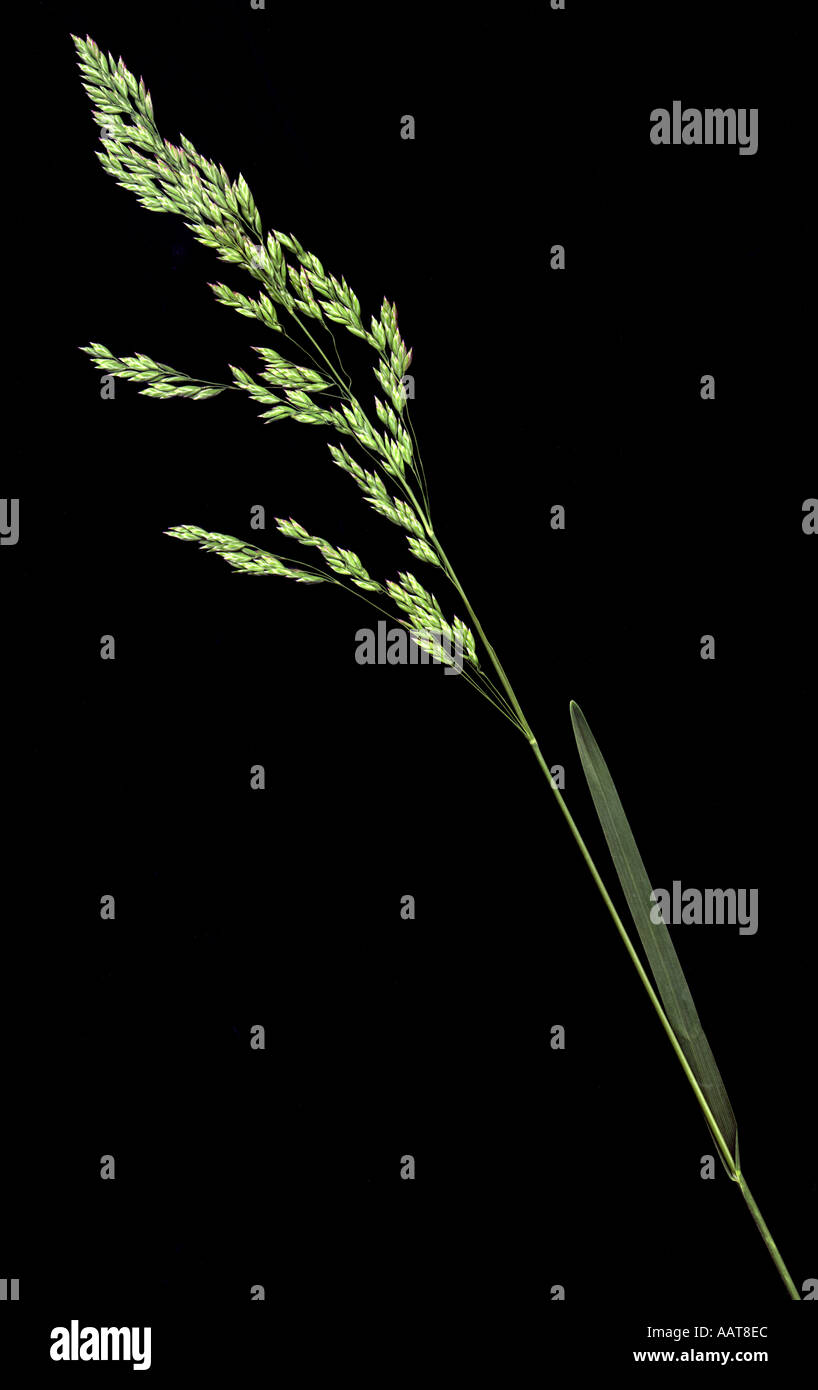 Kentucky bluegrass inflorescence Poa pratensis Stock Photo