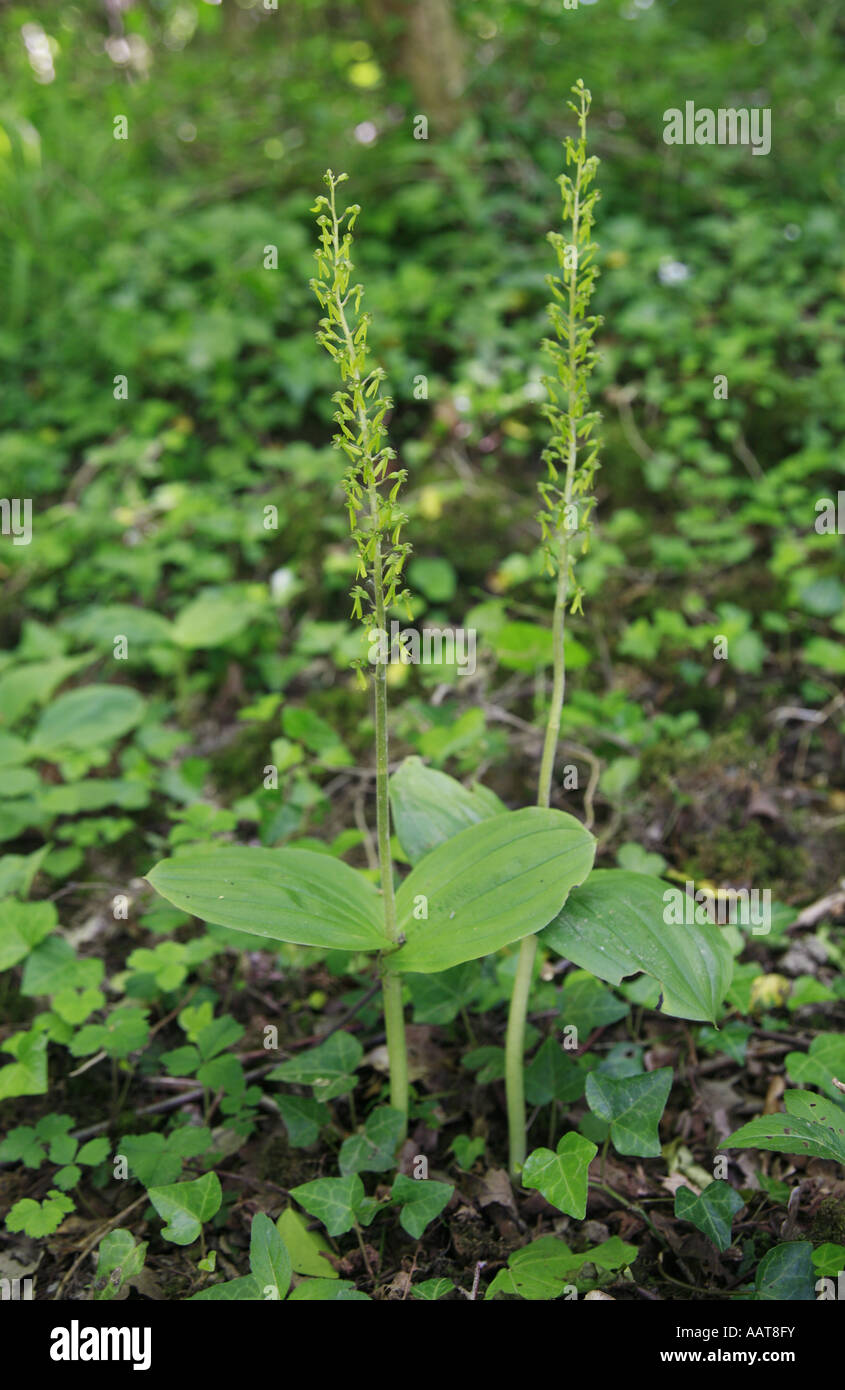 Pair of Common Twayblade Neottia ovata flowers growing in a Kent woodland Stock Photo