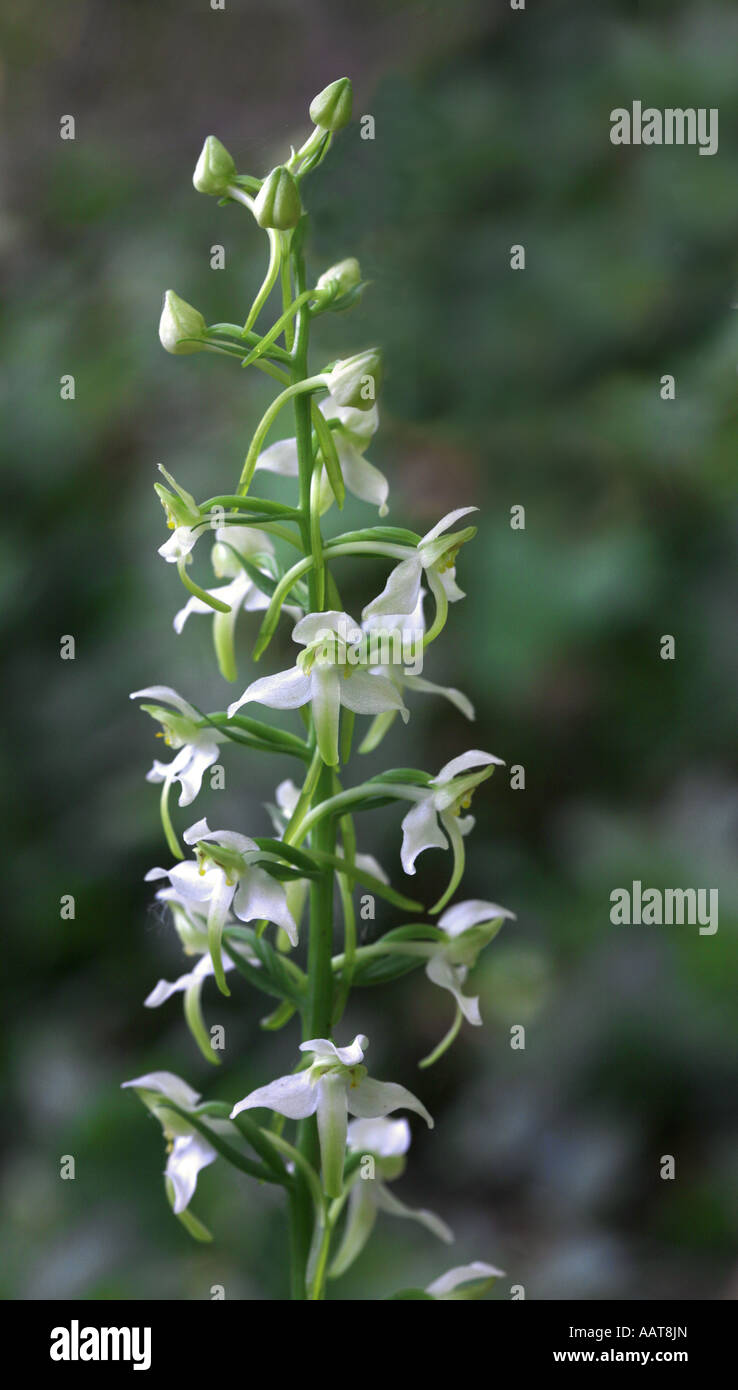 Greater Butterfly Orchid Platanthera chlorantha close up of the graceful  flower spike Stock Photo