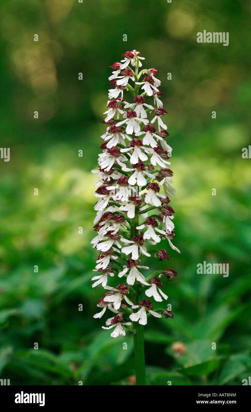 Large flower spike of Lady Orchid Orchis purpurea growing in Kent woodland Stock Photo