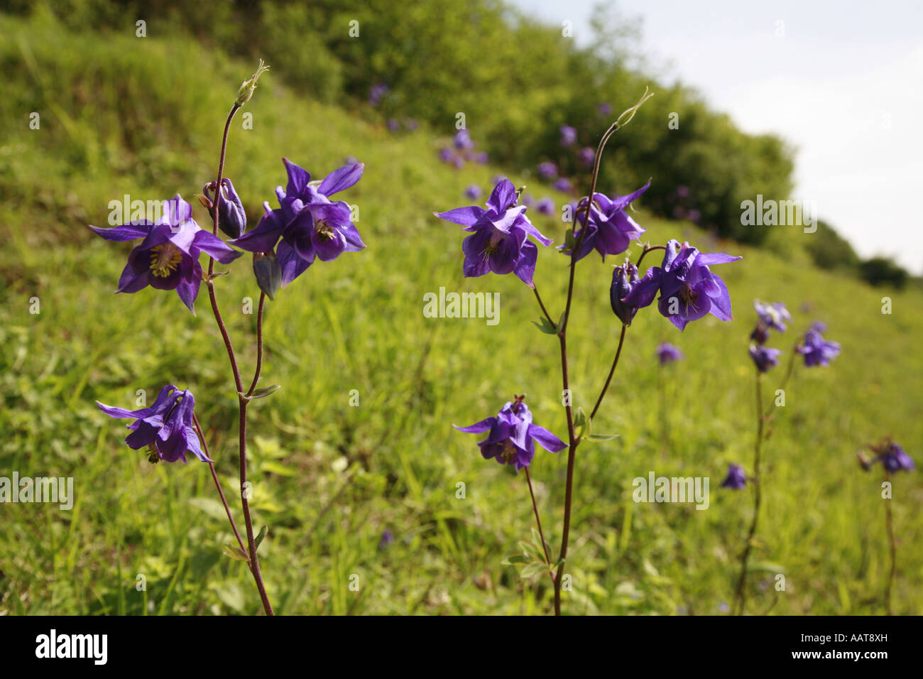 Columbine Aquilegia vulgaris colony on a hillside in Kent Stock Photo