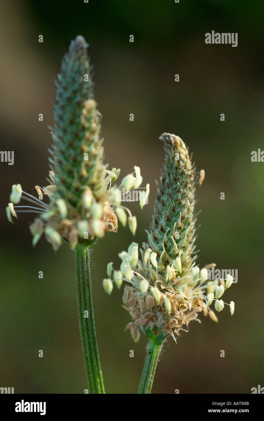 English Plantain Allergy