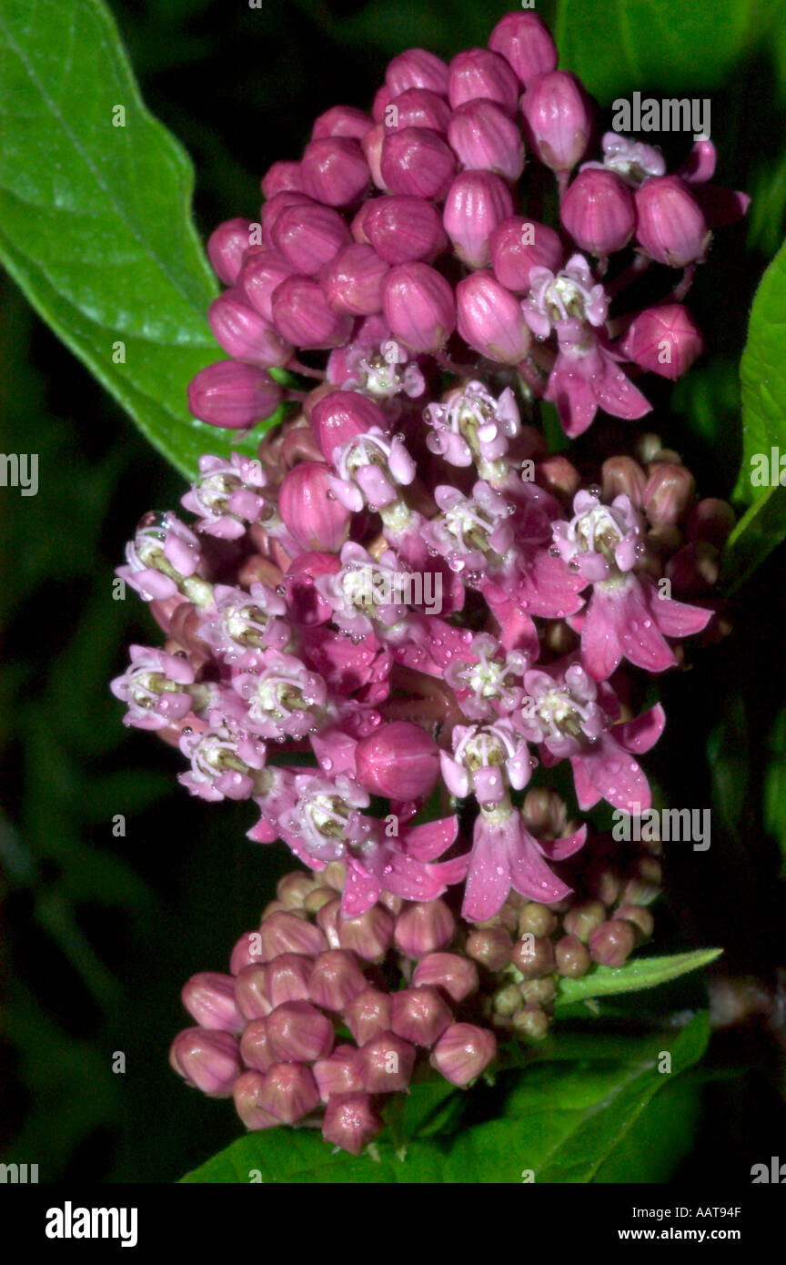 Swamp Milkweed Asclepias Incarnata Stock Photo - Alamy