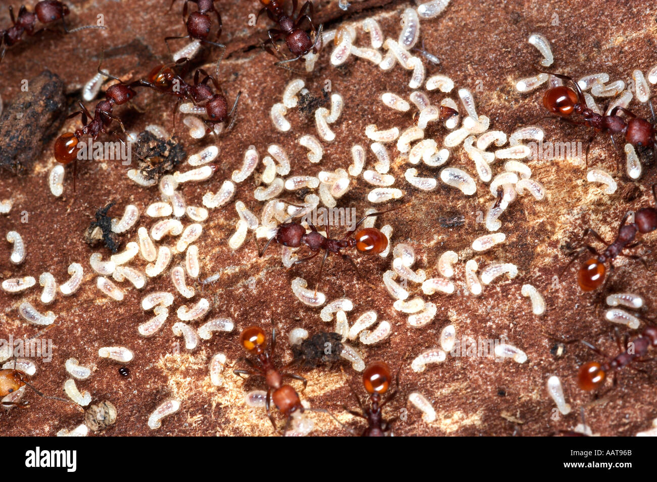 Ants tending larvae Genus probably Formica Central Pennsylvania Stock Photo