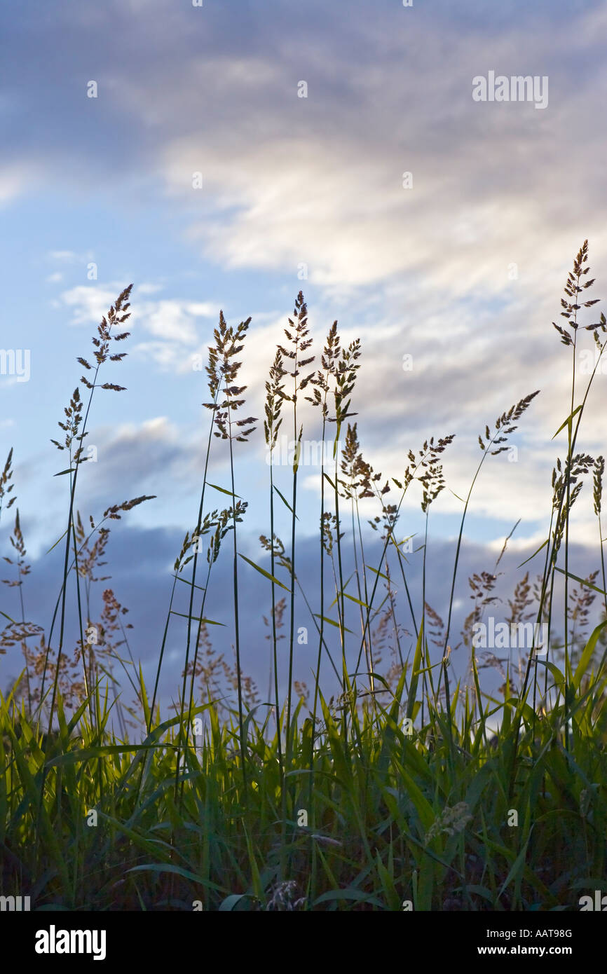 Summer grass uk hi-res stock photography and images - Alamy