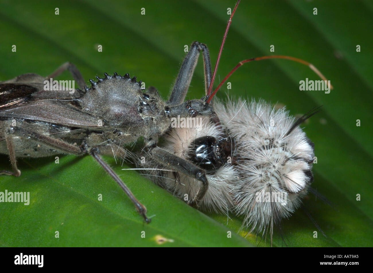 Wheel bug eating wooly bear caterpillar Arilus cristatus Predaceous bug