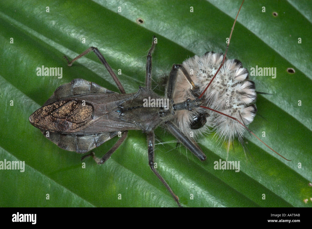 Wheel bug eating wooly bear caterpillar Arilus cristatus Predaceous bug