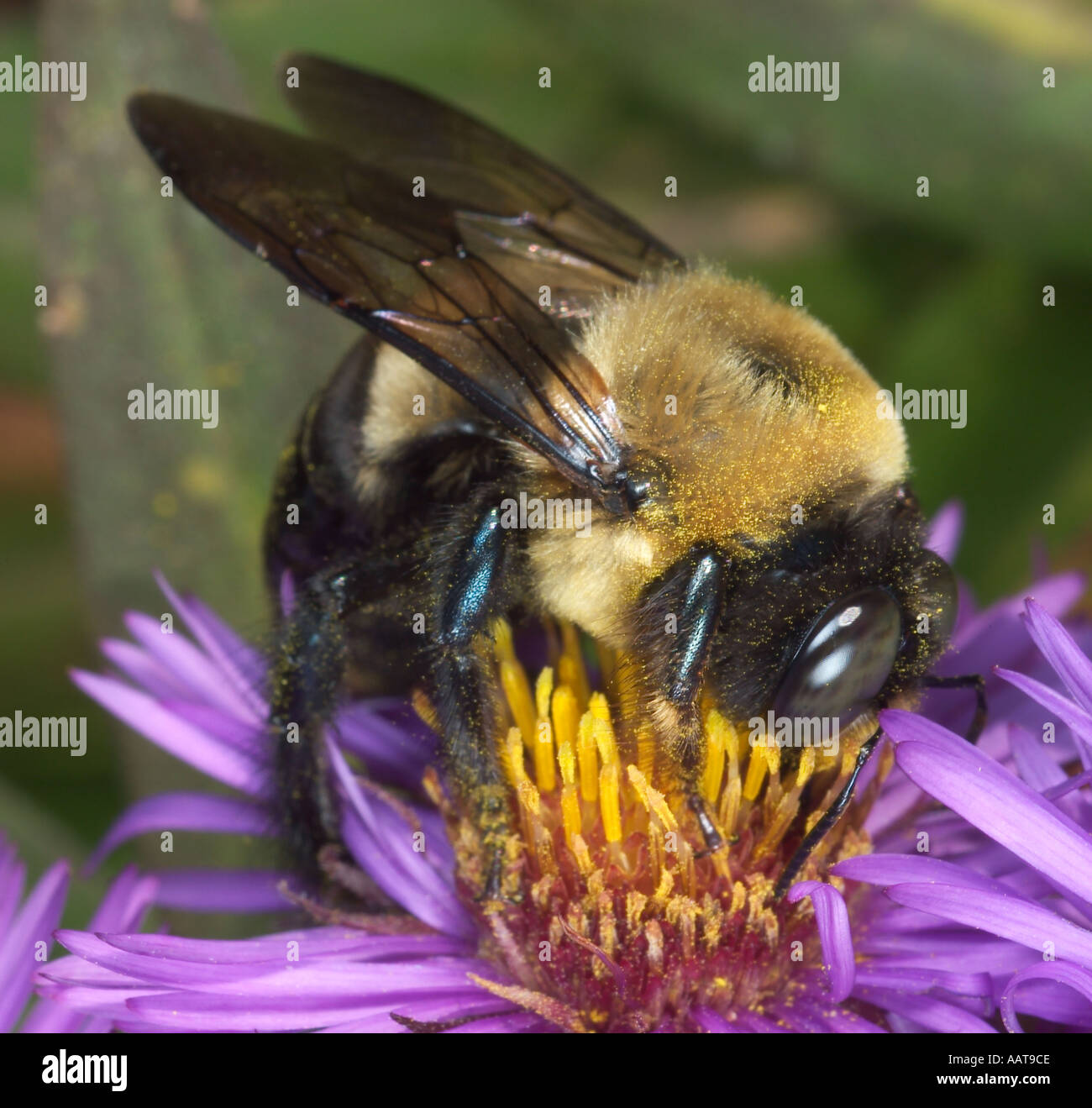 Carpenter bee taking nectar from an aster flower Xylocopa sp  Stock Photo