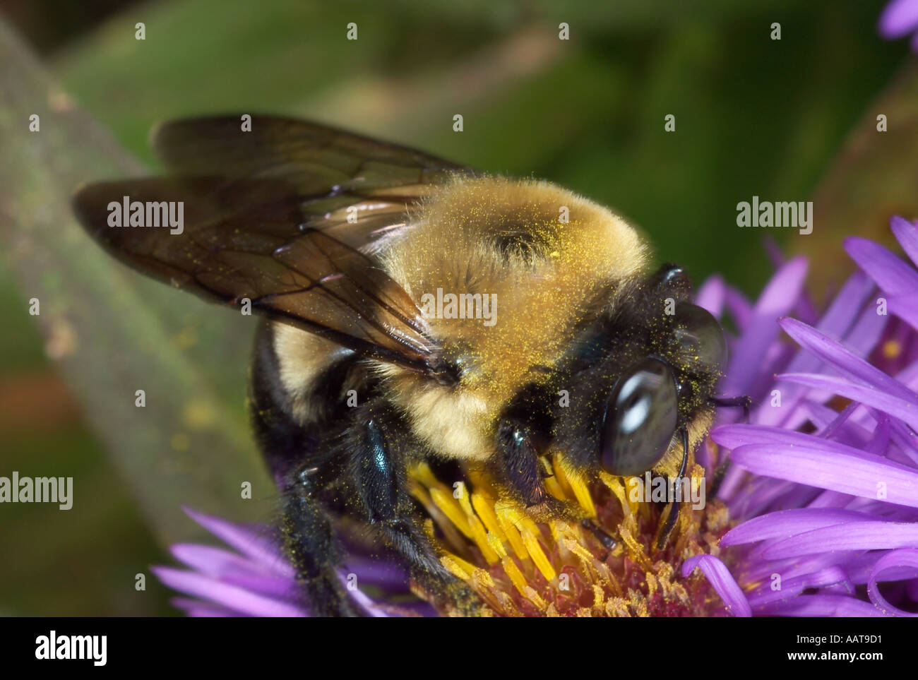 Carpenter bee taking nectar from an aster flower Xylocopa sp  Stock Photo